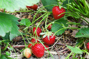 fraises-broyat